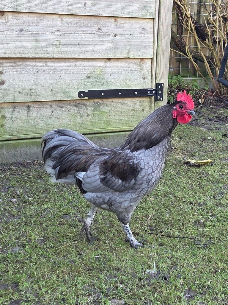 Australorp kriel haan grijs, Dieren en Toebehoren, Pluimvee, Mannelijk, Kip