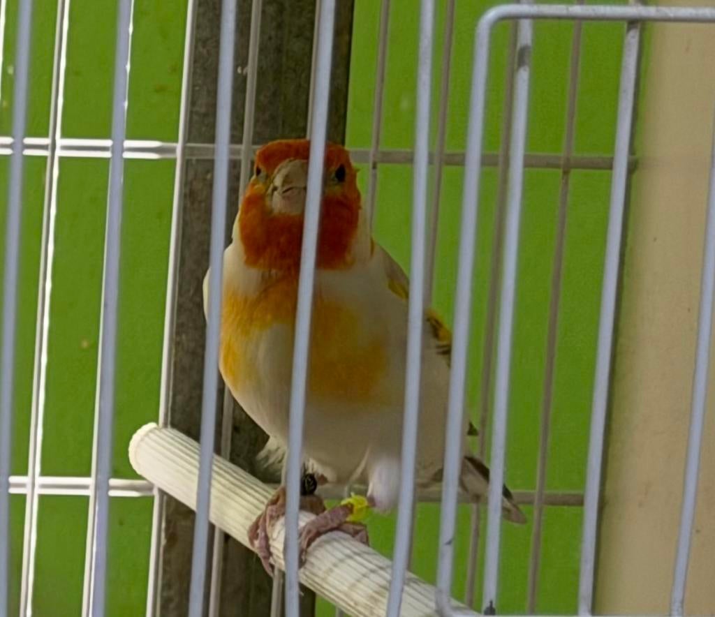 Major Putters Distelvink Carduelis 2025, Dieren en Toebehoren, Vogels | Overige Vogels, Meerdere dieren, Wildzangvogel, Geringd