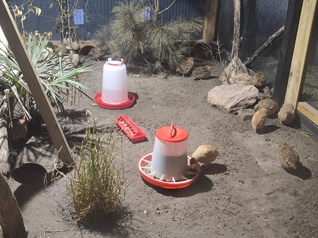 diverse japanse kwartels (volwassen), Meerdere dieren, Overige soorten