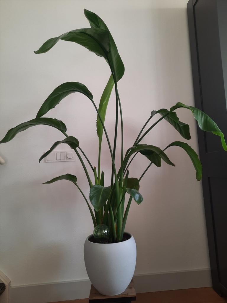 Strelitzia Nicolai 130cm + Pot (optioneel), Ophalen