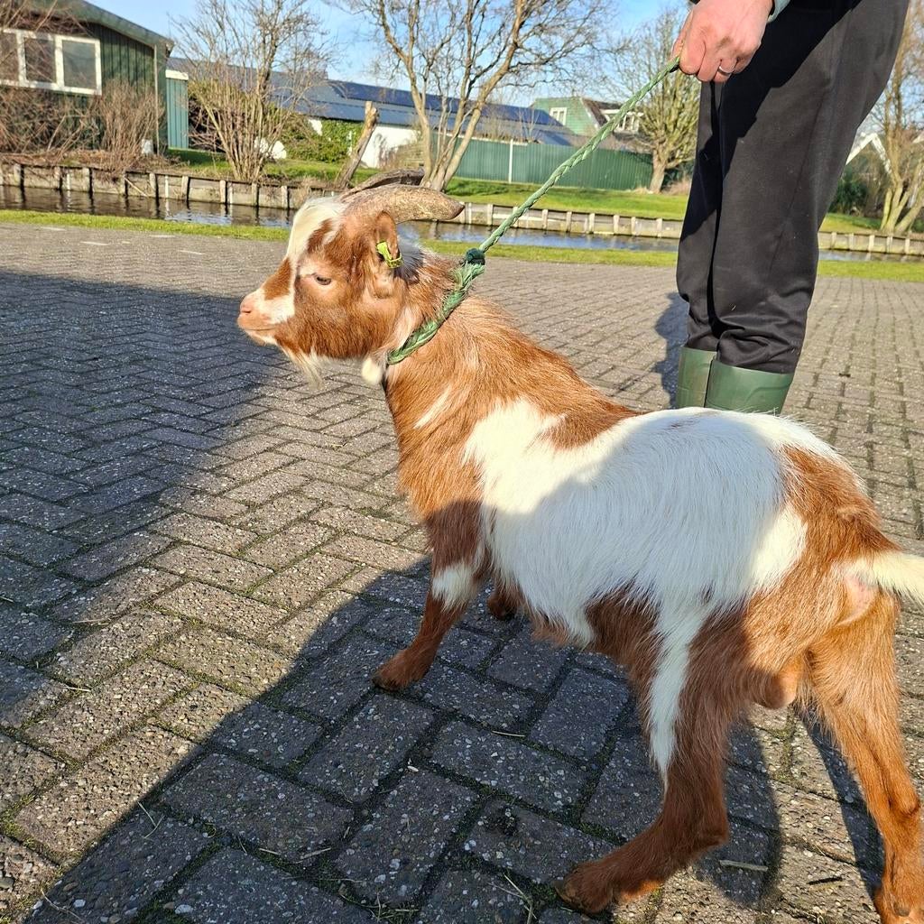 Mooie dwerg dekbok, Dieren en Toebehoren, Mannelijk, Geit, 0 tot 2 jaar