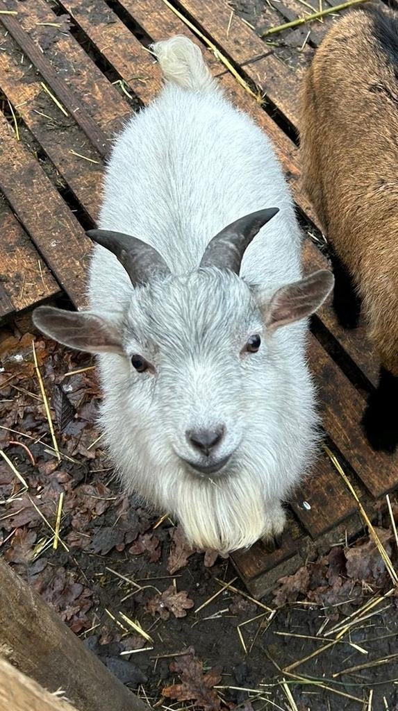 Hele leuke dwerggeit bok ter dekking aangeboden, Dieren en Toebehoren, Mannelijk, Geit