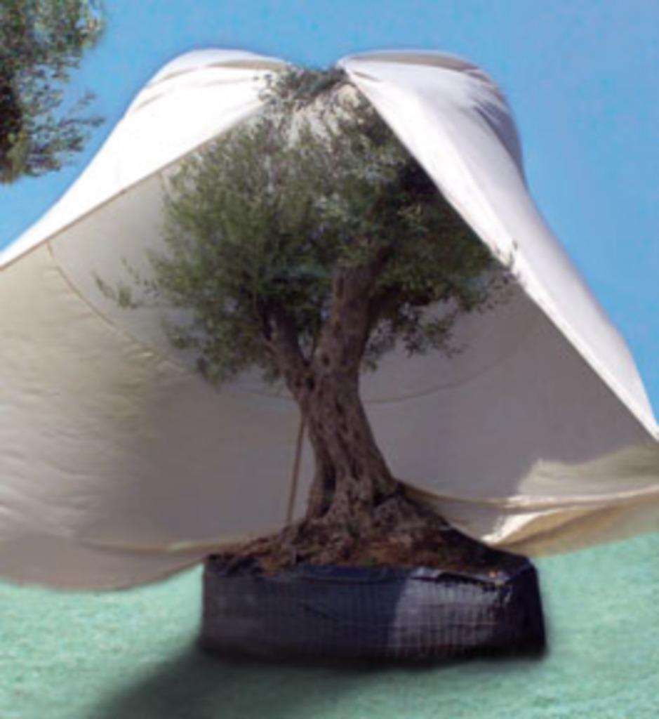 Vorstbescherming - Winterbescherming voor Olijfbomen /Palmen, Ophalen of Verzenden, Winter, Olijfboom