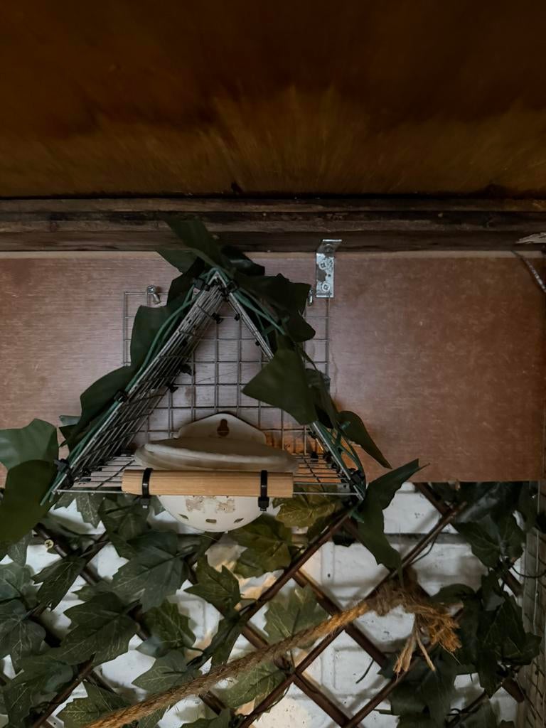 Vogel nest, Dieren en Toebehoren, Vogels | Toebehoren, Ophalen, Nieuw, Kooi-accessoires