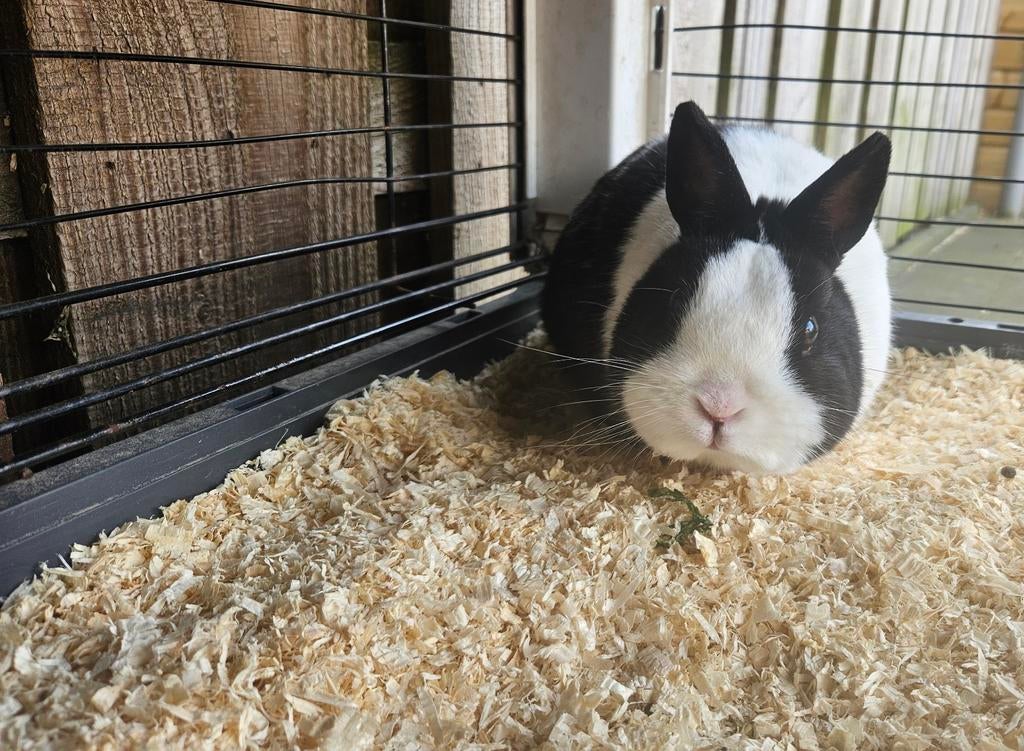 Konijnen, dwergkonijnen, Dieren en Toebehoren, Konijnen, Meerdere dieren, Dwerg