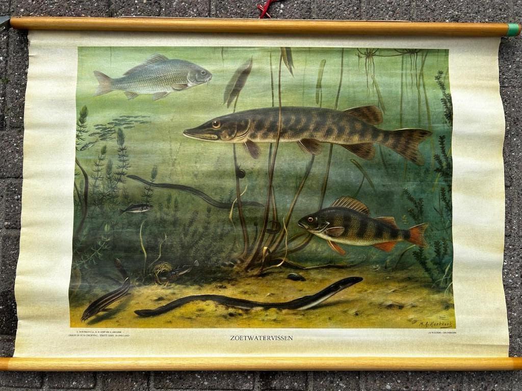 Zoetwatervissen, Antiek en Kunst, Antiek | Schoolplaten, Ophalen of Verzenden, Natuur en Biologie