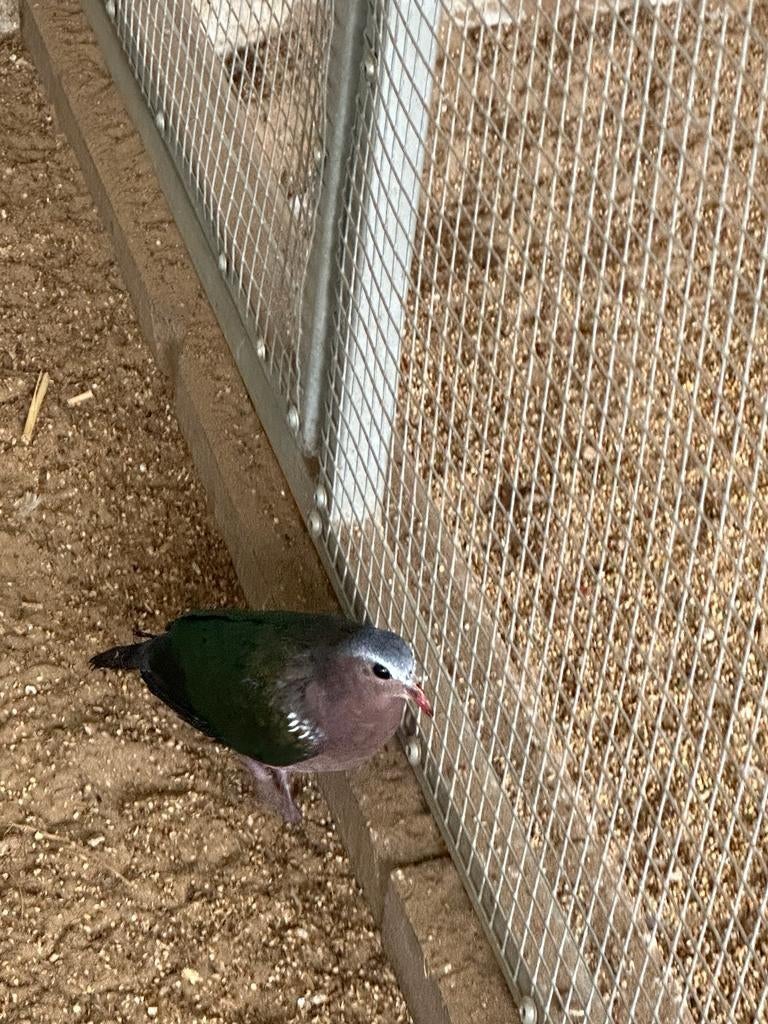 Groenvleugelduiven, Meerdere dieren
