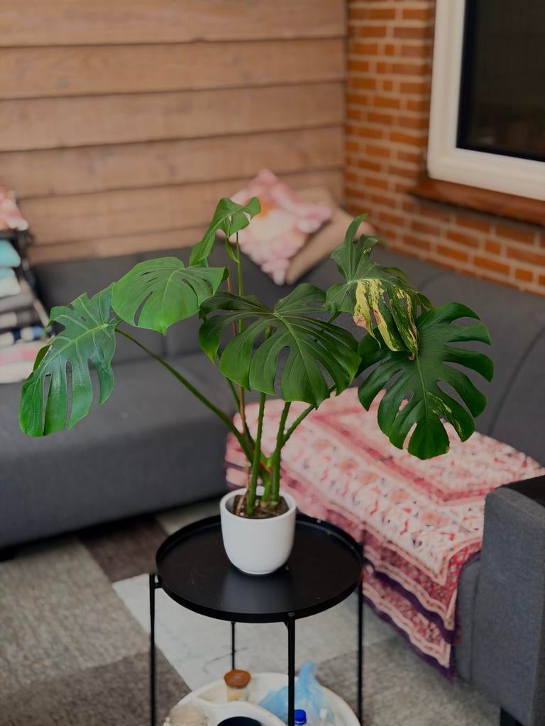 Monstera Aurea large form, Huis en Inrichting, Kamerplanten, Ophalen of Verzenden, Halfschaduw, Minder dan 100 cm