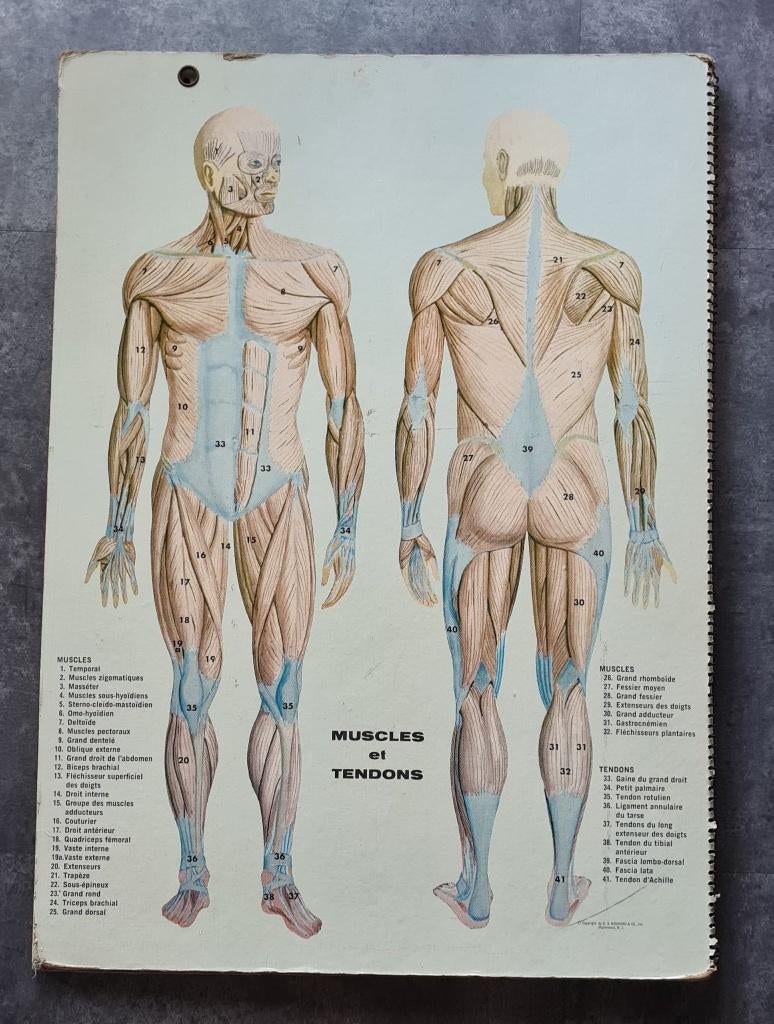 Groot Vintage Anatomisch Lijf atlas boek 1950 voor leraren, Gelezen, Overige atlassen, Hammond, Ophalen of Verzenden