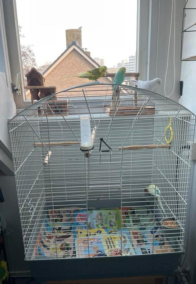 4 lieve grasparkietjes met kooi en toebehoren, Dieren en Toebehoren, Meerdere dieren, Parkiet, Geringd