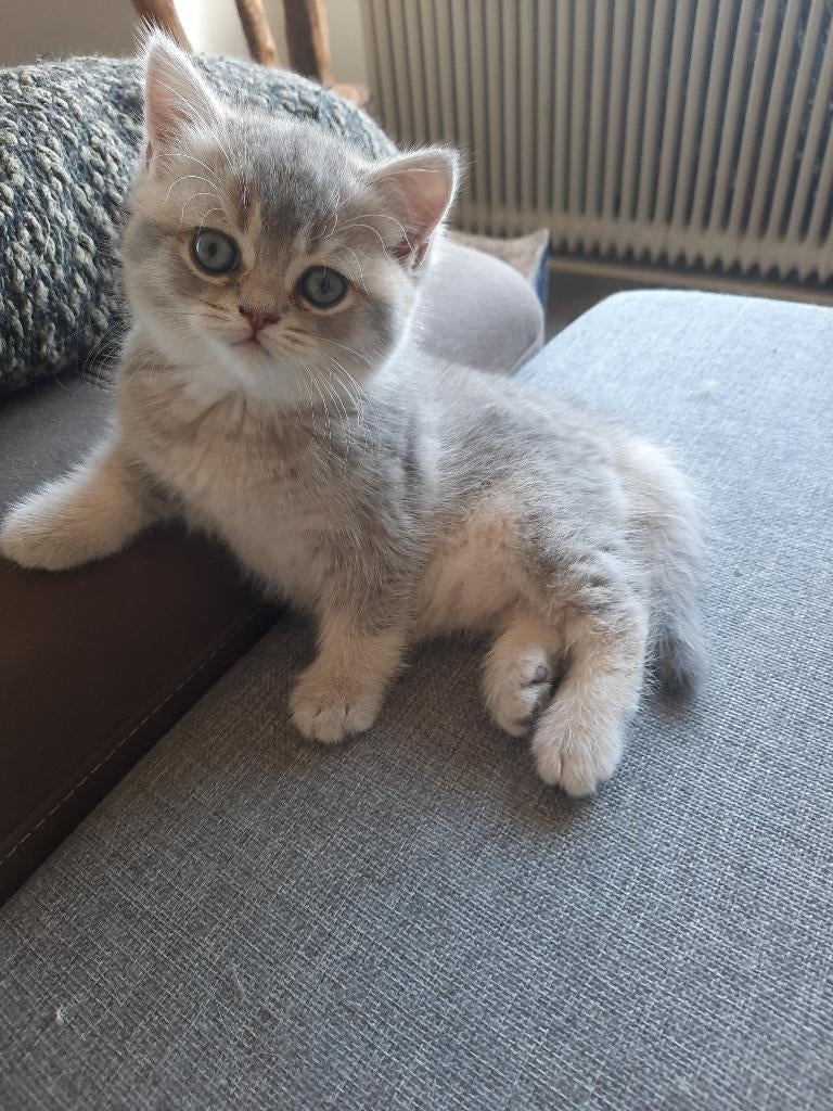 Britse korthaar kittens, Meerdere dieren, Ontwormd, 0 tot 2 jaar