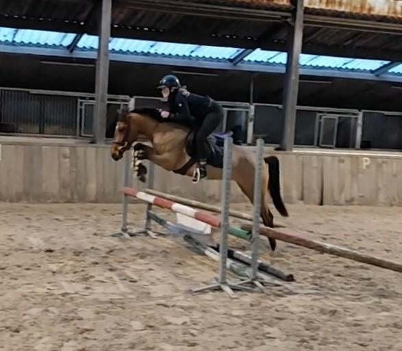 Zeer gave, knappe en brave allround D pony!!️, Merrie, Springpony, 3 tot 6 jaar, D pony (1.37m tot 1.48m)