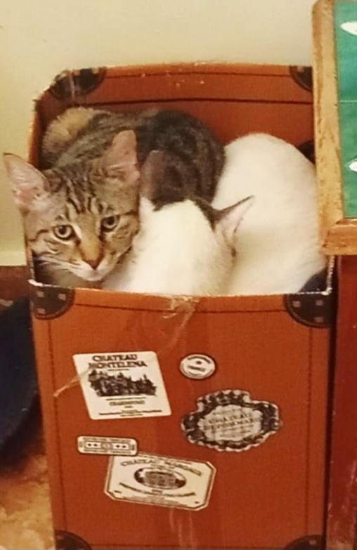 2 zeer lieve kittens gecastr./getest/chip/ingeent/ontwormd, Kater, Kortharig, 0 tot 2 jaar