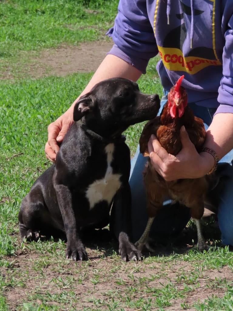 Staffordshire bull terriër pups beschikbaar, Particulier, 15 weken tot 1 jaar, Overige rassen, Buitenland