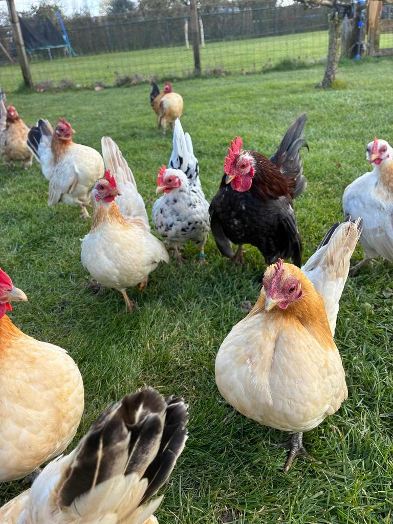Broedeieren ayam serama, Dieren en Toebehoren, Ophalen, Nieuw, Overige typen