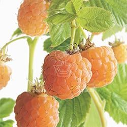 Gele framboos, Ophalen, Volle zon, Vaste plant, Zomer