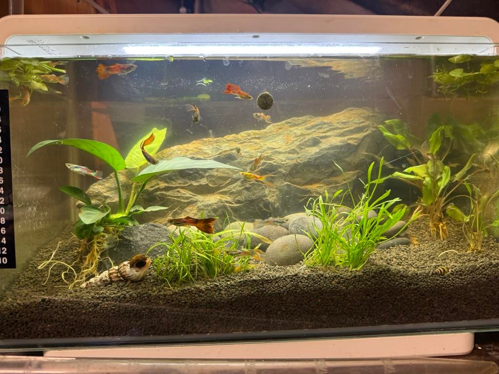 Guppy mannetjes, Ophalen, Zo goed als nieuw, Plant(en), Steen of Hout