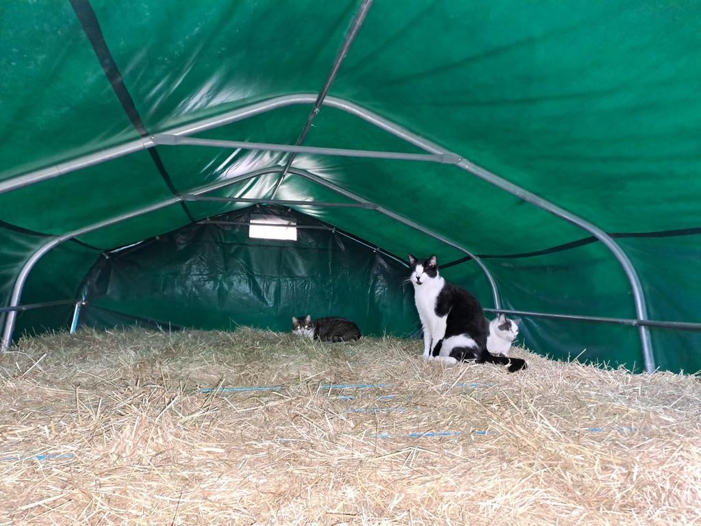 2 poezen en 1 kater zoeken thuis, Dieren en Toebehoren, Katten en Kittens | Overige Katten, Meerdere dieren