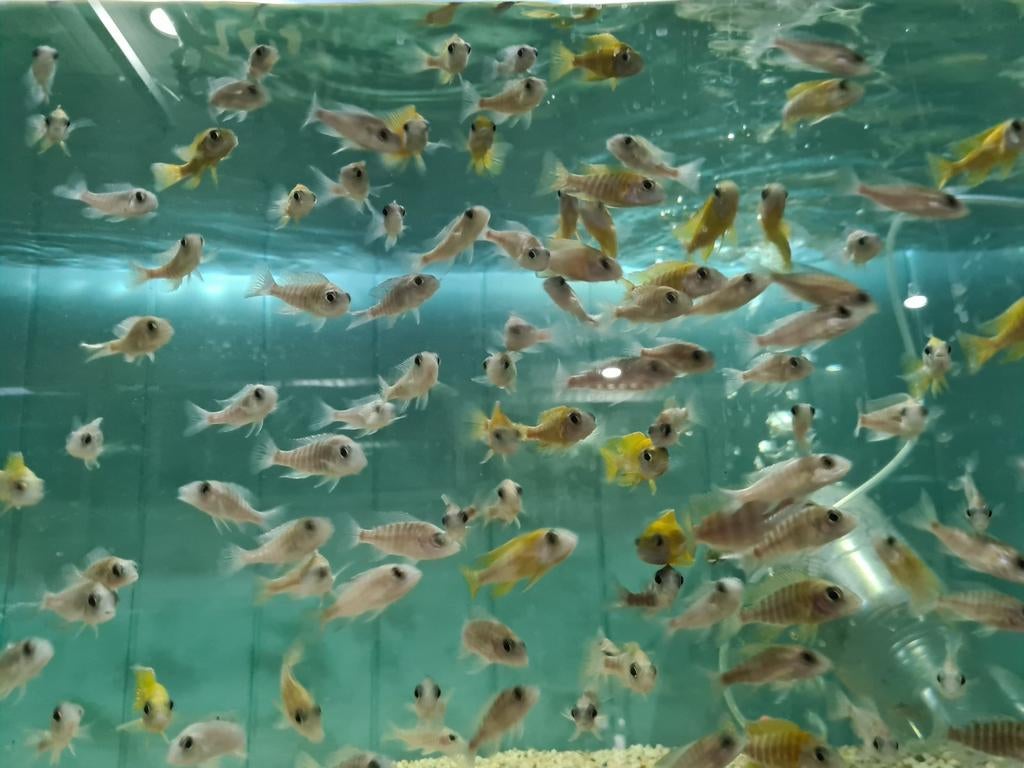 Aulonocara Maleri Malawi Cichliden, Vis, Zoetwatervis