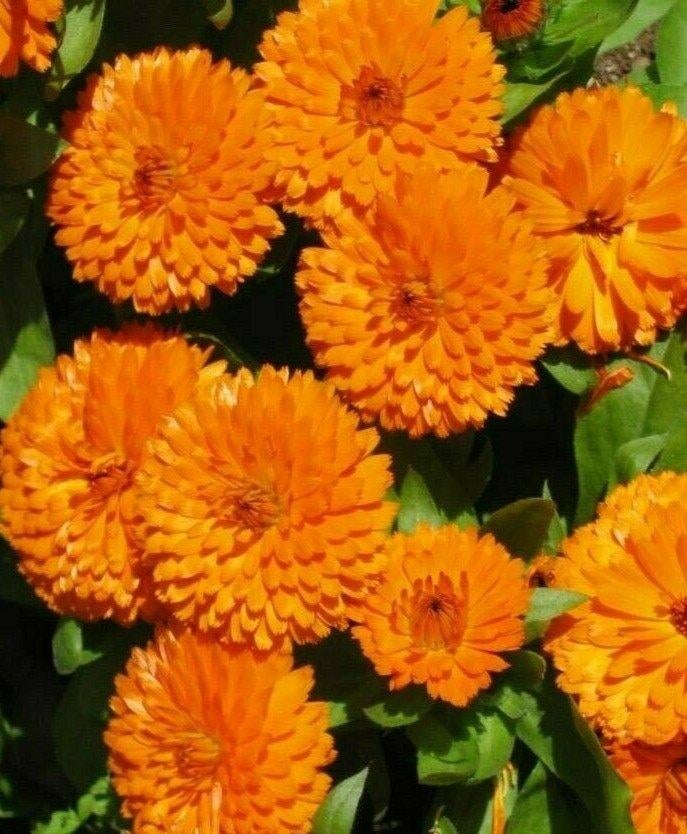 Goudsbloem Pacific Flame zaden 5 gr  (W317), Ophalen of Verzenden, Voorjaar, Volle zon, Zaad