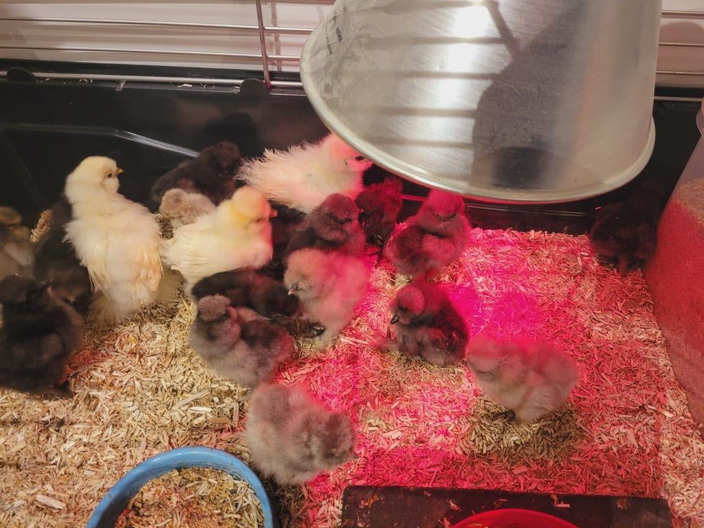 Amerikaanse zijdehoenderkuikens gesext., Dieren en Toebehoren, Pluimvee