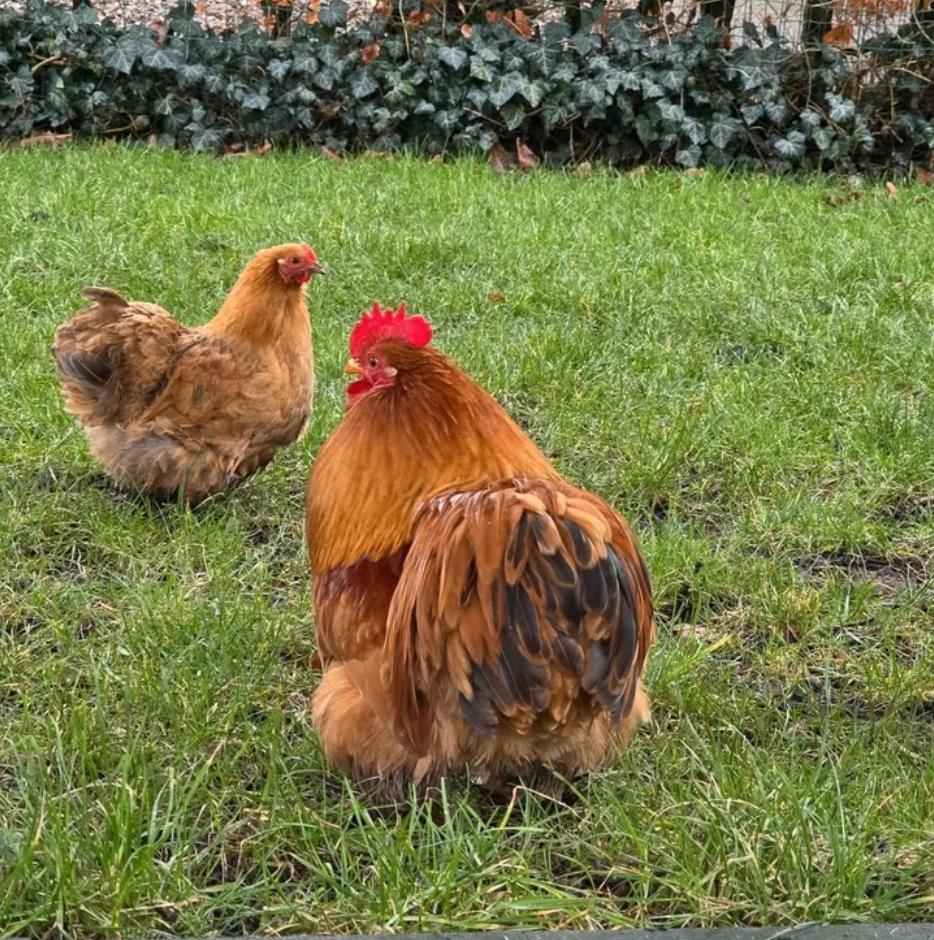 Cochin kriel haan met Hen – Paartje zoekt een nieuw huis, Dieren en Toebehoren, Mannelijk, Kip