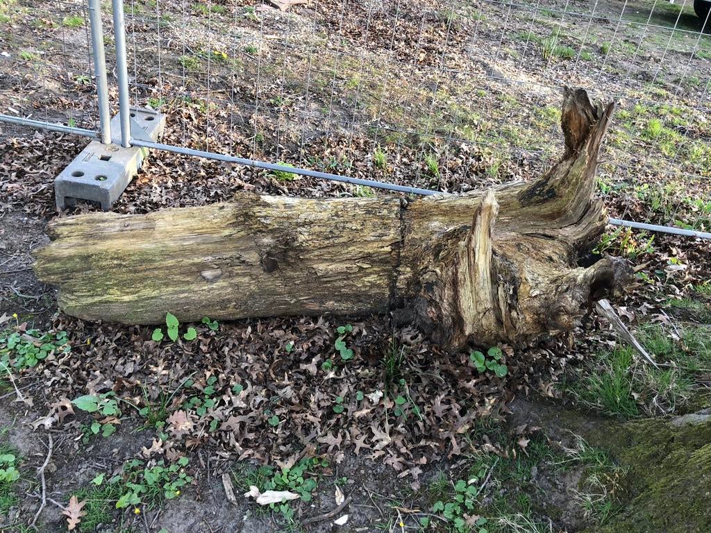 Gratis: 2 flinke boomstronken, Tuin en Terras, Haardhout, Minder dan 3 m³, Ophalen