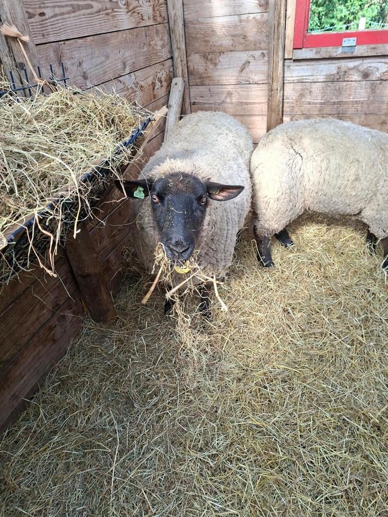 2 suffolk mooie en gezonde ooien, Dieren en Toebehoren, Vrouwelijk, Schaap