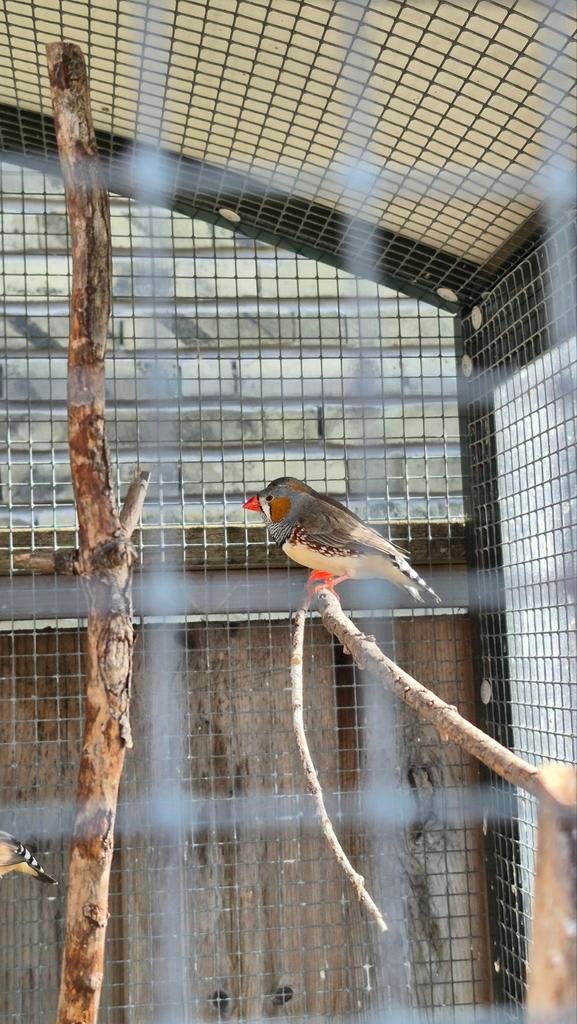 Zebravink man, Mannelijk