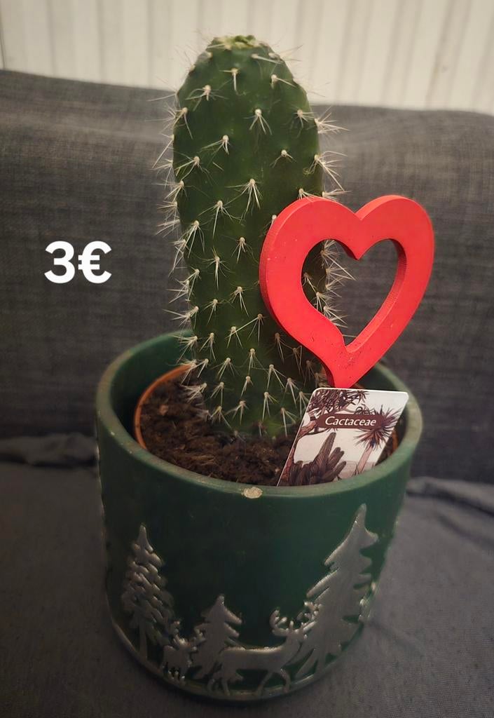 Cactaceae cactus in pot, Ophalen