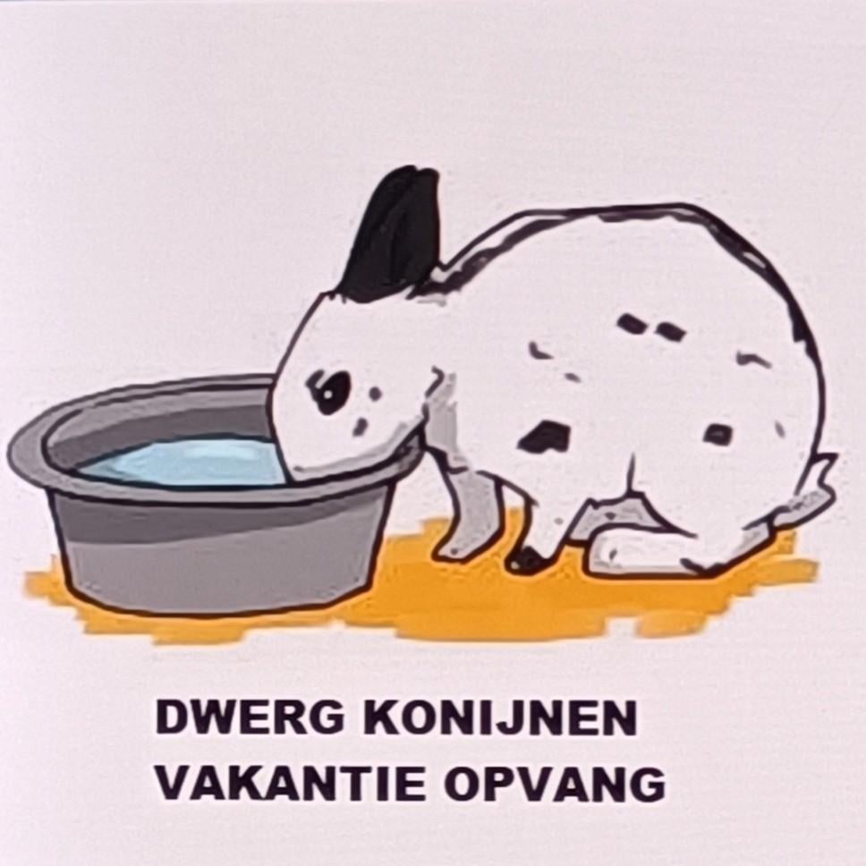 Dwerg konijnen vakantie opvang