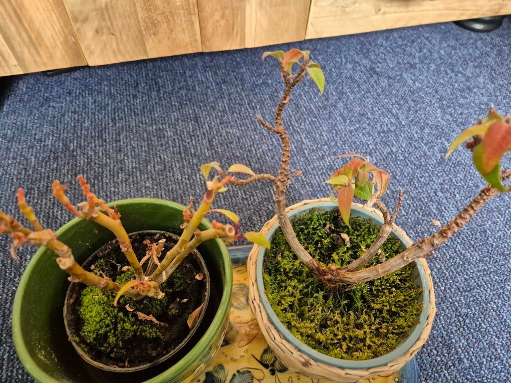 Twee kerst planten, Ophalen of Verzenden, Vaste plant, Overige soorten, Halfschaduw