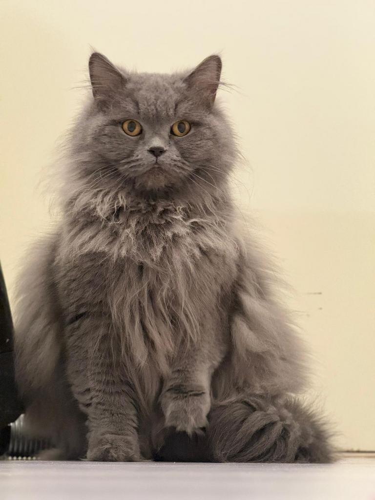 Britse langhaar, Poes