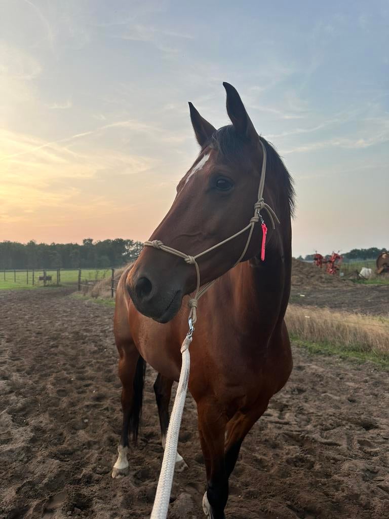 Lieve merrie met potentie voor dressuursport., Dieren en Toebehoren, Paarden, Merrie, Met stamboom, Dressuurpaard, L