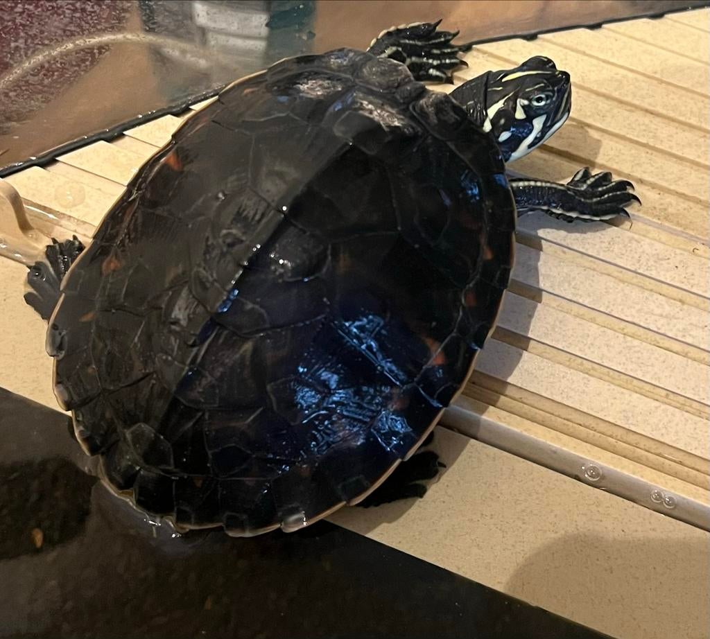 Schildpadden + aquarium, filter en warmtepomp., Schildpad, 0 tot 2 jaar