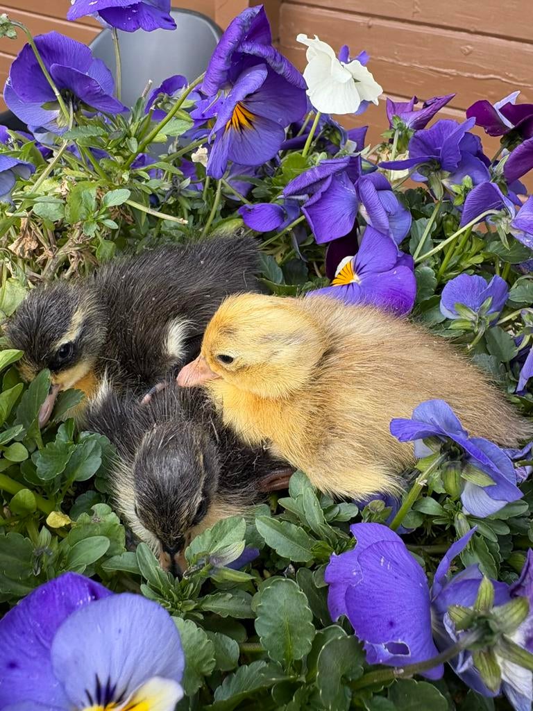 Indische loopeenden kuikens, Dieren en Toebehoren, Pluimvee, Geslacht onbekend, Eend