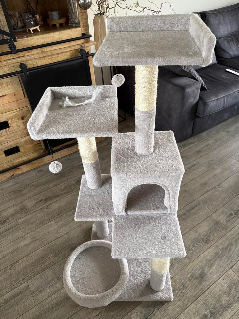 Grijze Krabpaal katten, Ophalen of Verzenden