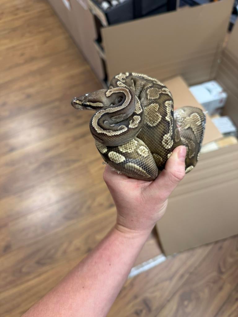 Python regius - Koningspython, Slang, Met terrarium