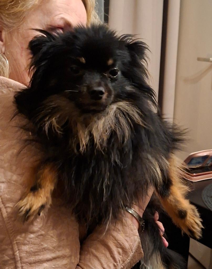 Ervaren dekreu Pomeriaan 2,5 jaar., Reu, Parvo, Eén hond, 3 tot 5 jaar