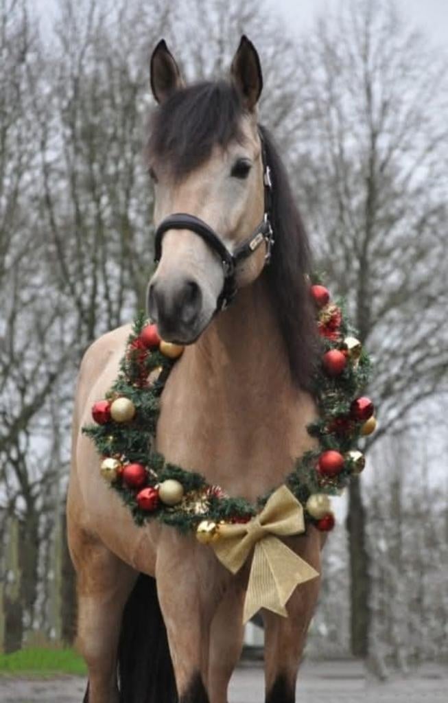 Prachtige lieve allround valk ruin, Dieren en Toebehoren, Paarden, Gechipt, Ruin, Dressuurpaard, 170 tot 175 cm