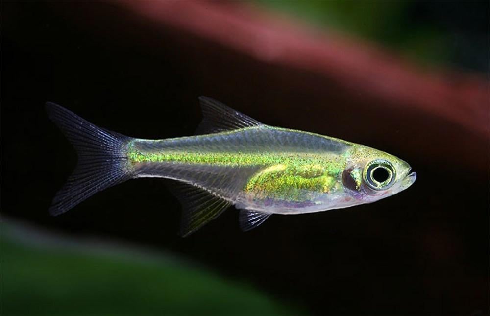 Hobbyaquarium Microdevario kubotai / Groene Rasbora, Vis, Zoetwatervis, Schoolvis