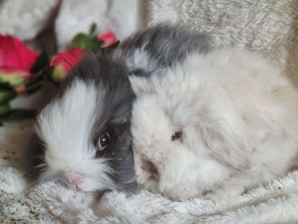 Teddydwerg Teddywidder jong konijn koppel, Dieren en Toebehoren, Konijnen, Meerdere dieren, Dwerg