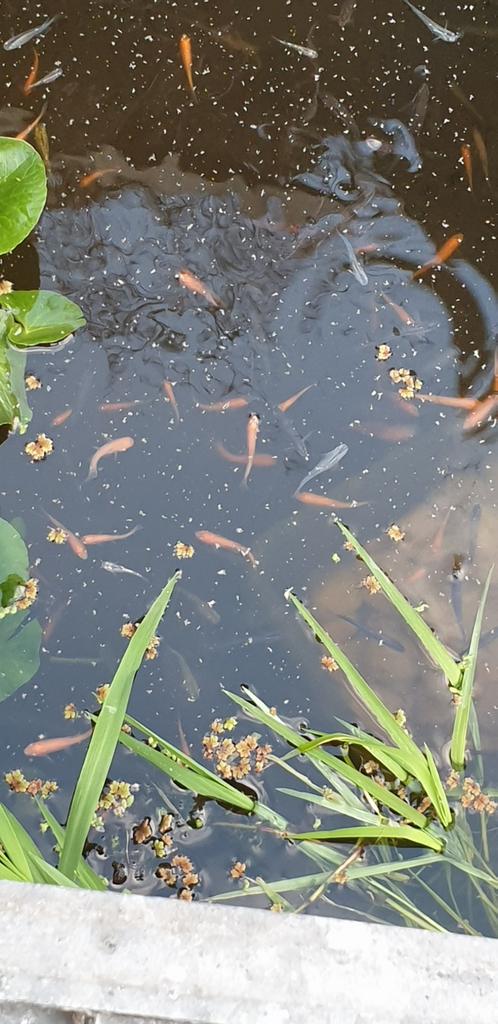 GOUDELRITSEN, Dieren en Toebehoren, Vissen | Vijvervissen, Karper of Koi