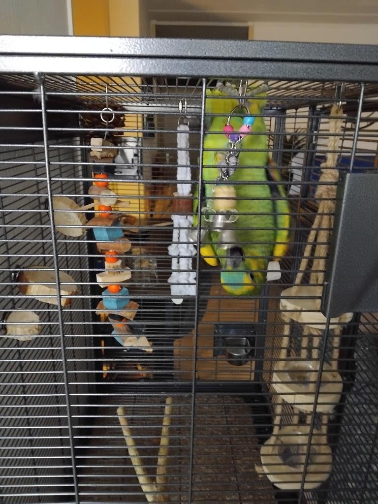 Blauwvoorhoofd amazone, Geslacht onbekend, Papegaai, Pratend