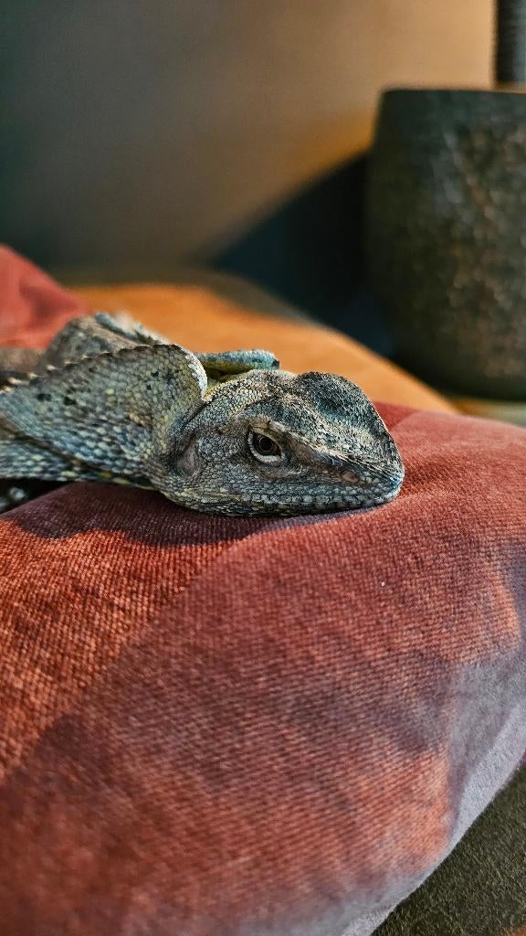 Kraaghagedis (Chlamydosaurus), Hagedis, 0 tot 2 jaar