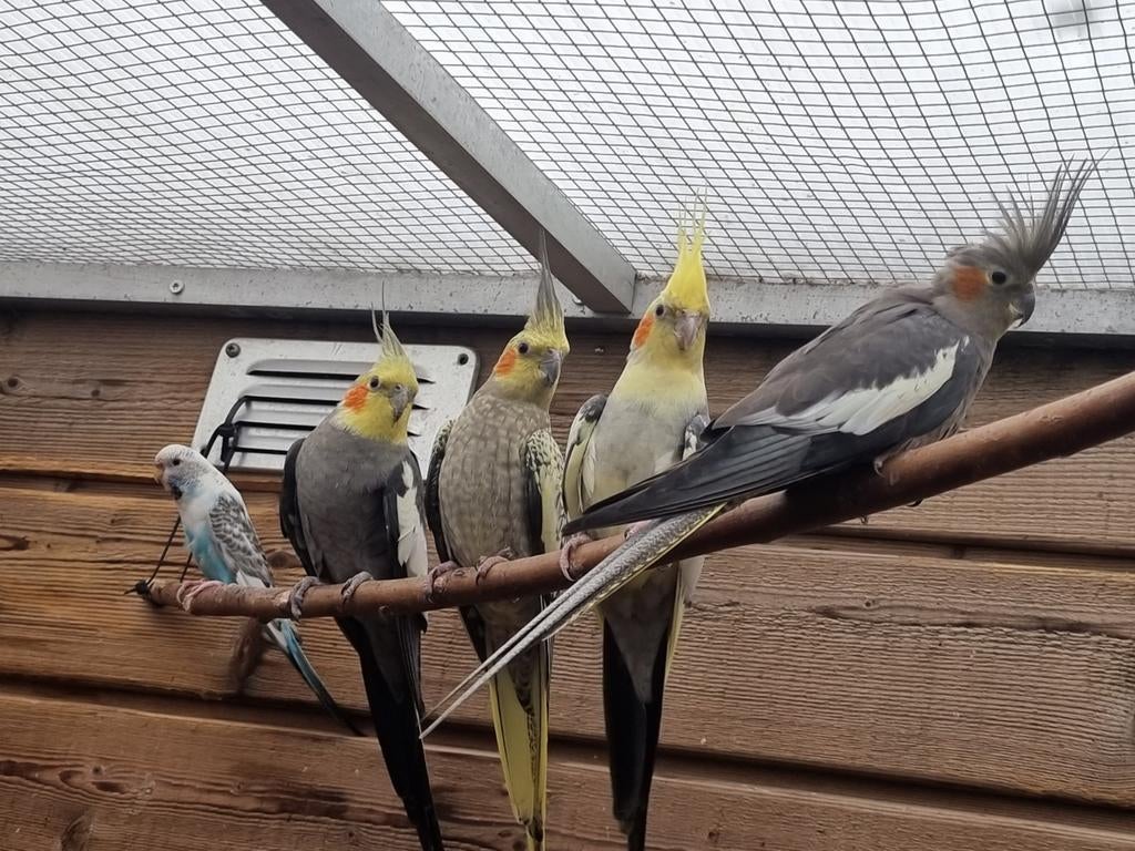 Valkparkieten, Meerdere dieren, Parkiet