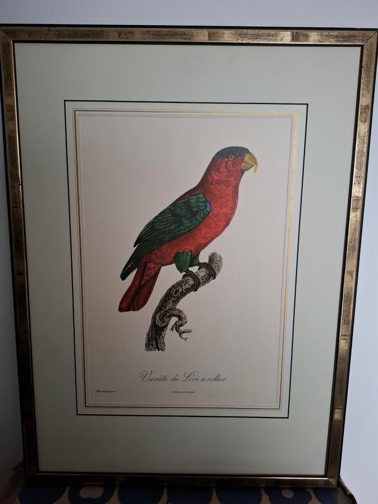 prent Papegaai ingelijst in fraai passepartout, Ophalen of Verzenden