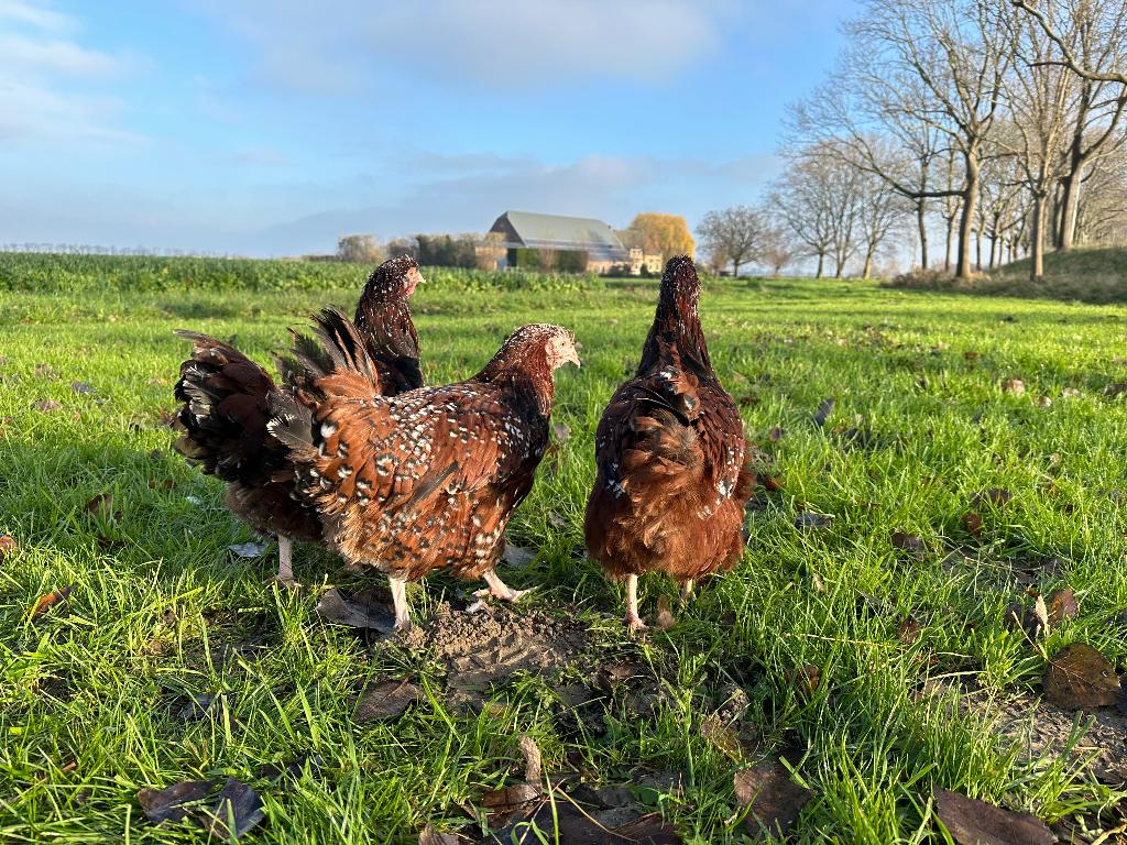 Jonge tamme Orpington kippen gesekst en ingeënt, Vrouwelijk, Kip