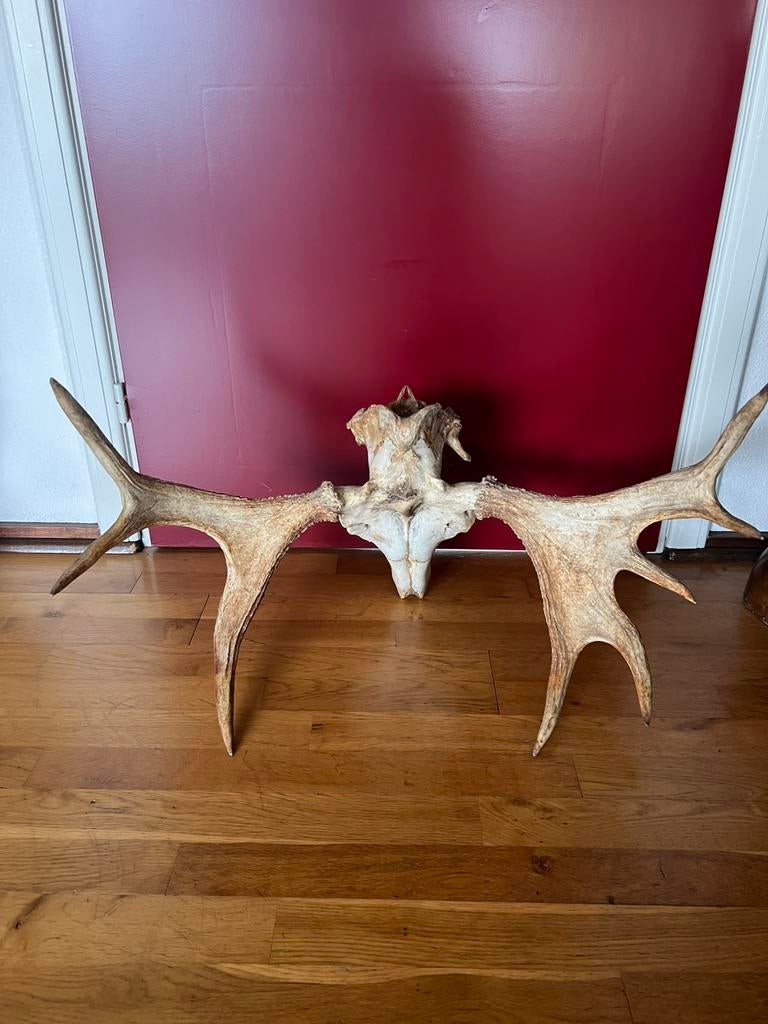 Groot Gewei ELAND uit Scandinavië, 72 cm compleet op schedel, Verzamelen, Dierenverzamelingen, Ophalen, Gebruikt, Wild dier, Gewei of Kop