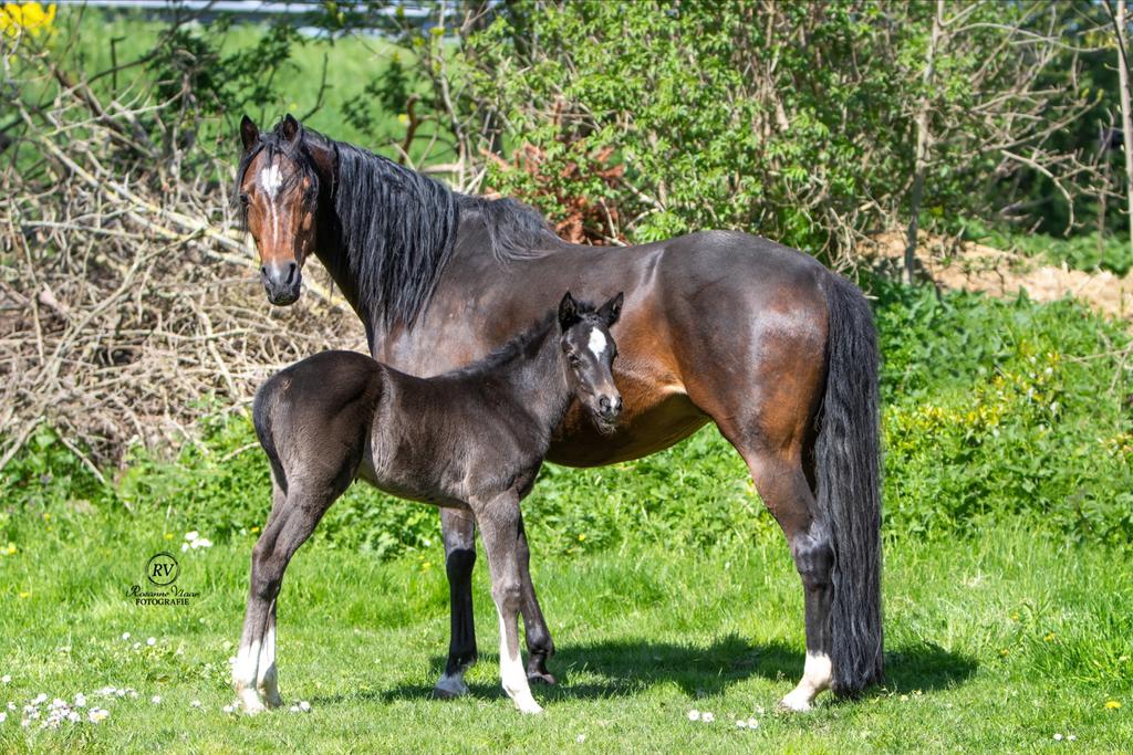 Aanboden wedstrijd, training, zadelmak maken, KI service, Verzorging of Verzorgpony's